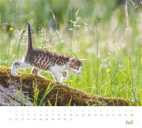 Times More Katzen Bildkalender Mit Aufnahmen S Er Katzen Energy Ink