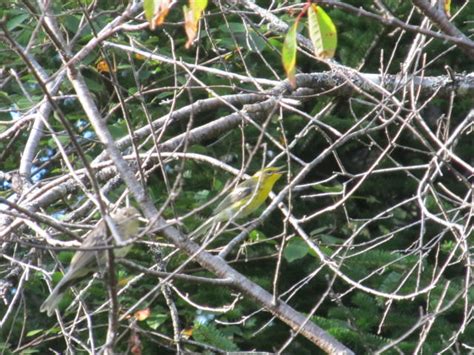 Warbler species - Identification??? - FeederWatch