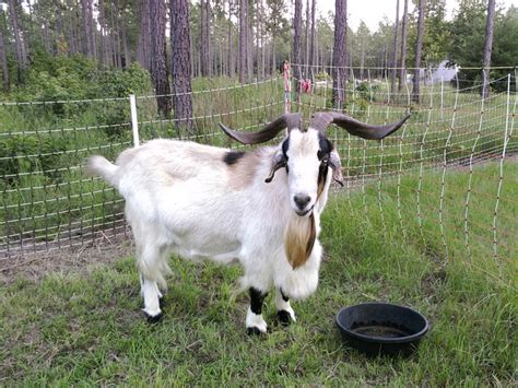 Kiko Buck - Billy - August 2012 | Goats, Goat farming, Breeding goats