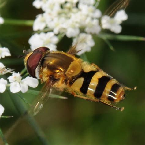 Streamlined Epistrophe Grossulariae Bugguide Net