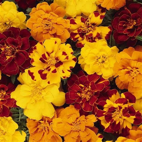 French Marigold Flower Garden Seeds Durango Series Mix 1000 Seeds Annual Flower