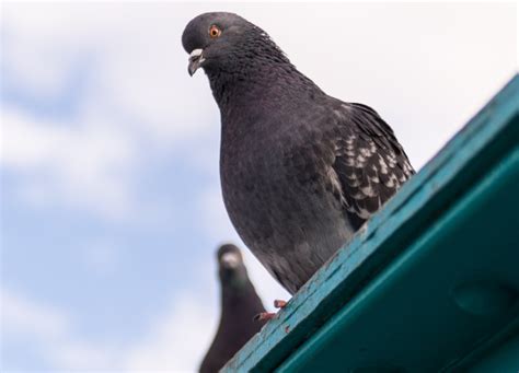 Anti Pigeon Forum