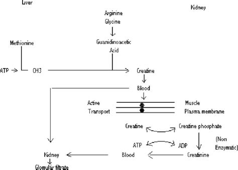 Figure From A Review Of The Biochemistry Metabolism And Clinical