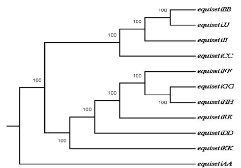 Dendrogram Showing Genetic Relationship Among The Ten Isolates Of F Download Scientific