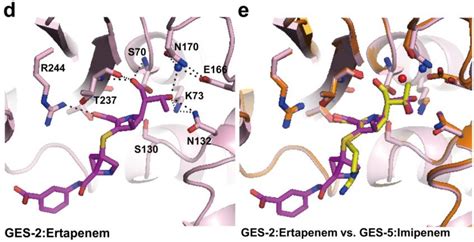 Imipenem Acyl Enzyme Intermediate Complexes A The Active Site Of