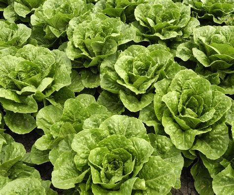 How to grow romaine lettuce - from sowing to harvesting | Homes and Gardens