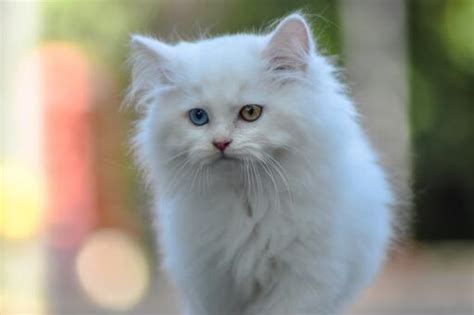 Persian Blue And Odd Eyed Bicolour Cats Cat Breeds