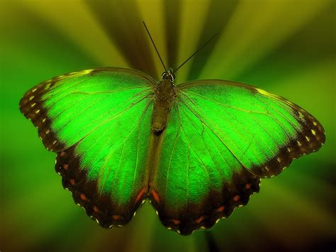 Textures Green Butterfly Wallpapers Hd Desktop And Mobile Backgrounds