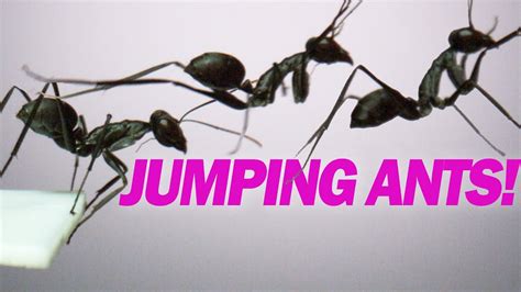 Jumping Jack Ants