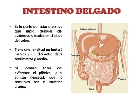 Intestino delgado SABIOSALSYSA 5º