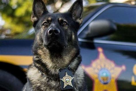 Athens Co. Sheriff’s Office mourns the loss of K9 - Scioto Valley Guardian