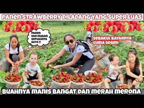 Panen Strawberry Perdana Tahun Ini Di Ladang Umum Yang Super Luas