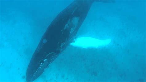 Two Humpback Whales Off Salt Cay Turks And Caicos Part 2 Youtube