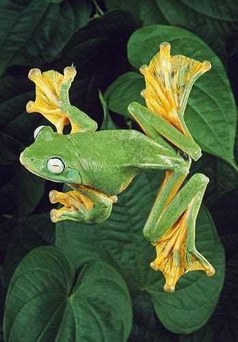 Java Flying Frog Showing Webbed Feet Malaysia Frog Frog Pictures