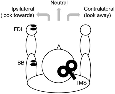 Schematic Of The Experimental Conditions Ipsilateral Head Rotation