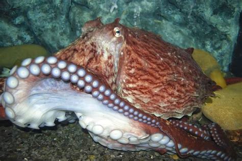 Colossal Squid Eye Size