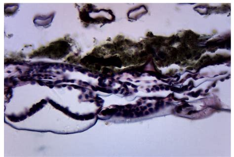 Fern Prothallium Cross Section Prepared Microscope Slide 75x25mm