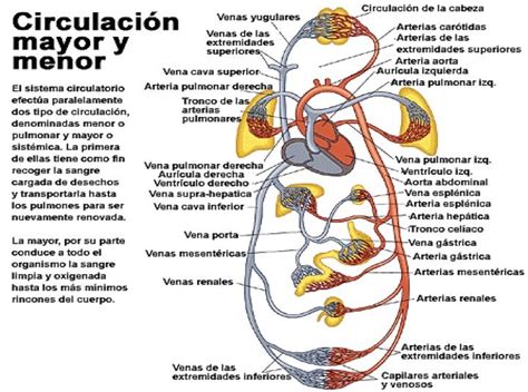 La Circulacion Mind Map