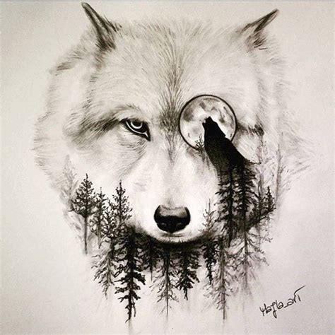 Kết quả hình ảnh cho desenhos de lobos realistas Wolf sketch Wolf