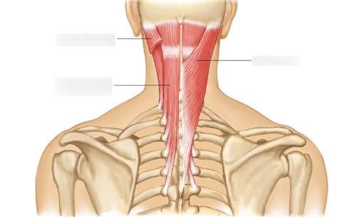 Neck Muscle Diagram | Quizlet