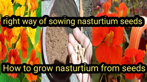 How To Grow Nasturtium From Seeds Right Way To Seed Sowing Of Nasturtium L Youtube