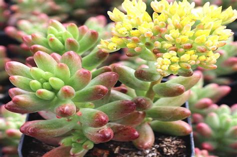 Easiest succulents to propagate quickly - Succulent Propagation