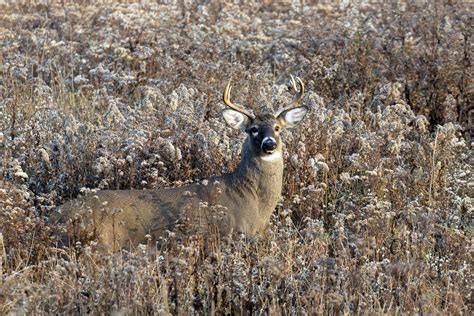 Whitetail Buck Deer Digital Download, High-resolution Wildlife Art ...