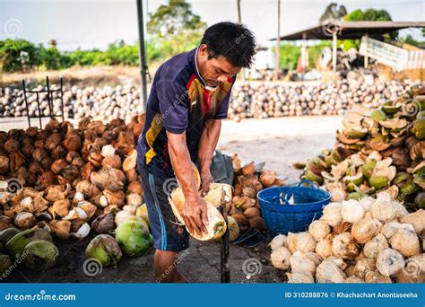 Local Coconut Farmers Use Sharpened Steel Spears To Peel Coconuts To