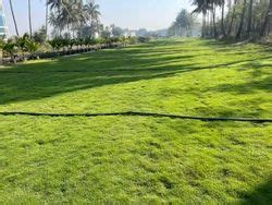 Nilgiri Natural Grass For Garden At Rs Sq Ft In Indore Id