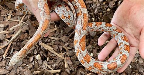 Corn Snake Handling Tips Xyzreptiles