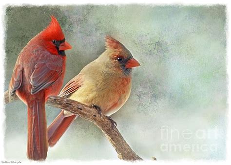 A Pair Of Northern Cardinals By Debbie Portwood Watercolor Pictures