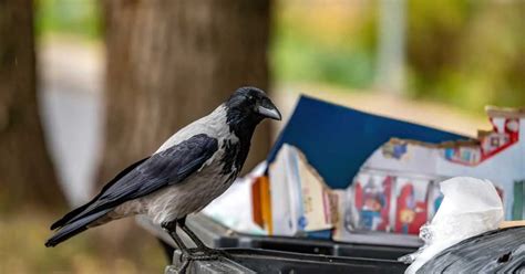 Hooded Crow Behavior - AnimalBehaviorCorner