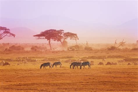 Africa’s Best Safari Destinations - Top Safari Areas