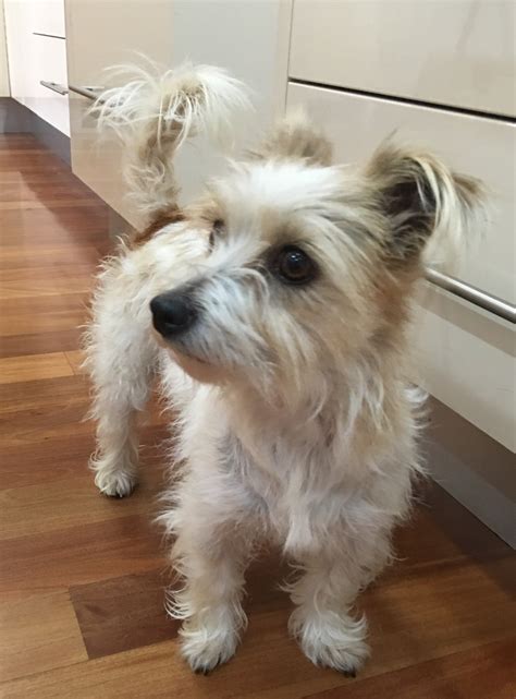 Dottie A Beautiful Girl Small Female Maltese X Miniature Fox Terrier