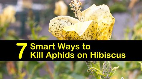 7 Smart Ways To Kill Aphids On Hibiscus Aphids Hibiscus Plant Hibiscus