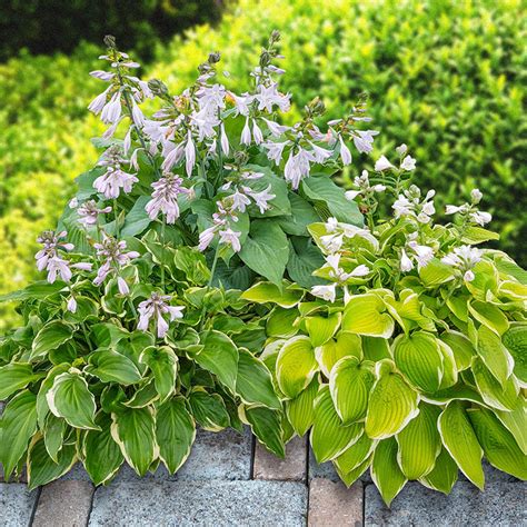 Buy Fragrant Hosta Collection Shade Perennials Brecks