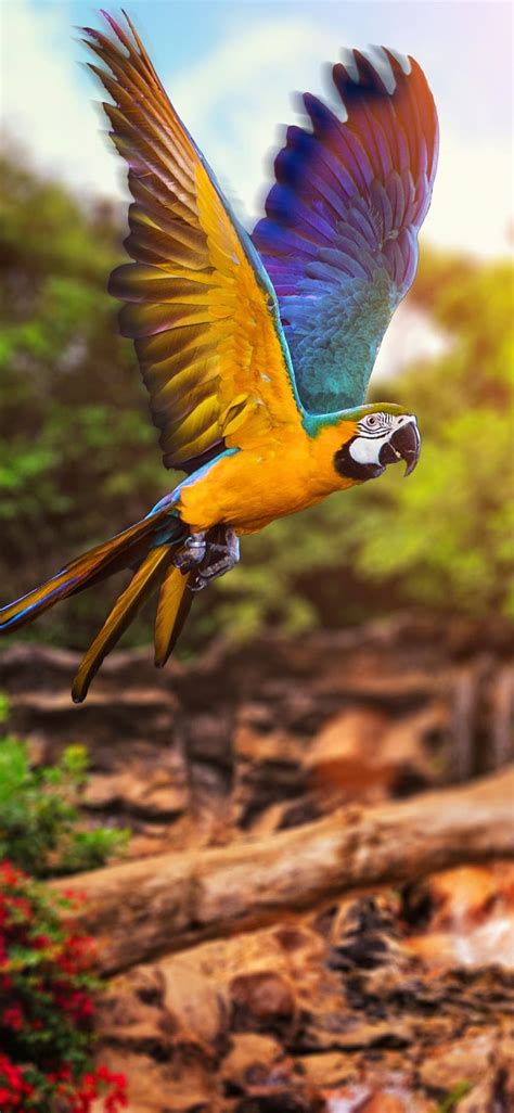 Macaw Fly Mobile Parrot Parrot Beautiful Beautiful Birds HD Phone