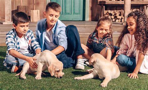 how do i convince my parents to get a dog