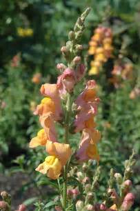 Liberty Classic Bronze Snapdragon Antirrhinum Majus Liberty Classic