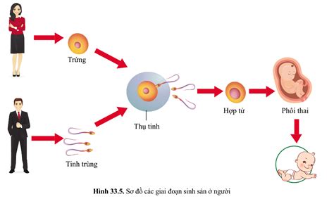 Lý thuyết khái niệm sinh sản hữu tính sinh 7 Sách cánh diều