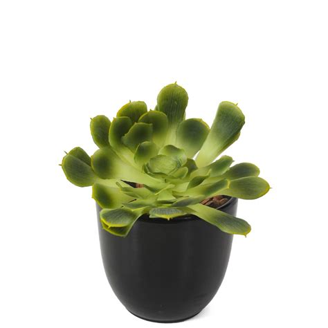 Crassula Aeonium Arboreum Artificiel 18 Cm Succulentes Artificielles Artiplantes