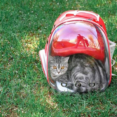 Прозрачная переноска рюкзак для кошки, кота, маленькой собаки, енота ...
