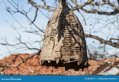 Old Beehive For Wild Bees Stock Image Image Of Beekeeping 36706111