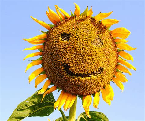 Smiley Face Sunflower Photograph by Leah Sparks Images - Pixels