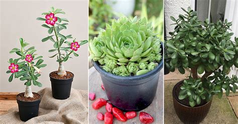 8 Beautiful Succulents That Attract Money Balcony Garden Web