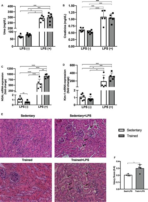 Serum Urea A And Creatinine B Concentrations Real Time Pcr Of Ngal