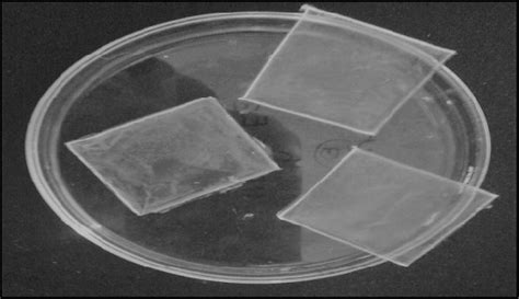 Photograph Of Optimized Formulation F Of Mouth Dissolving Film