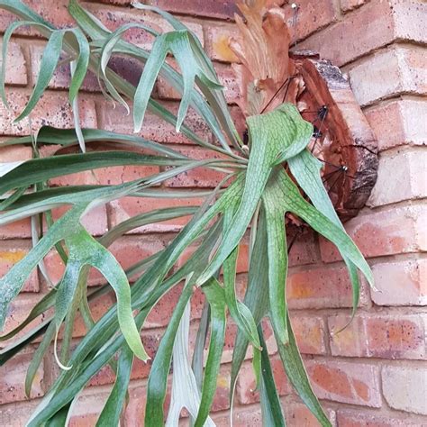 Planta Cuerno De Alce Flor Teleflor