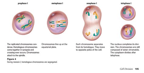 Meiosis 8 Phases