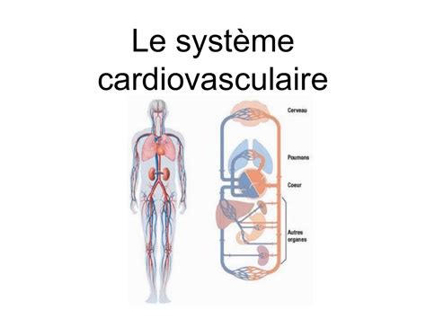 Le Syst Me Cardiovasculaire